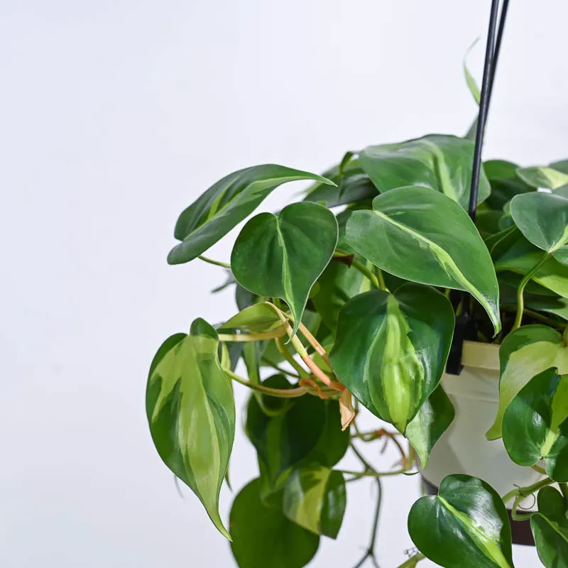 Ugaoo Philodendron Oxycardium Brasil With Hanging Pot media 7