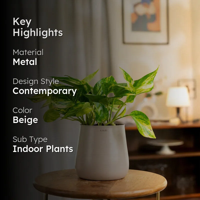 Kyari Golden Pothos With Metal Self Watering Pot (Beige) - 1 Foot media 2