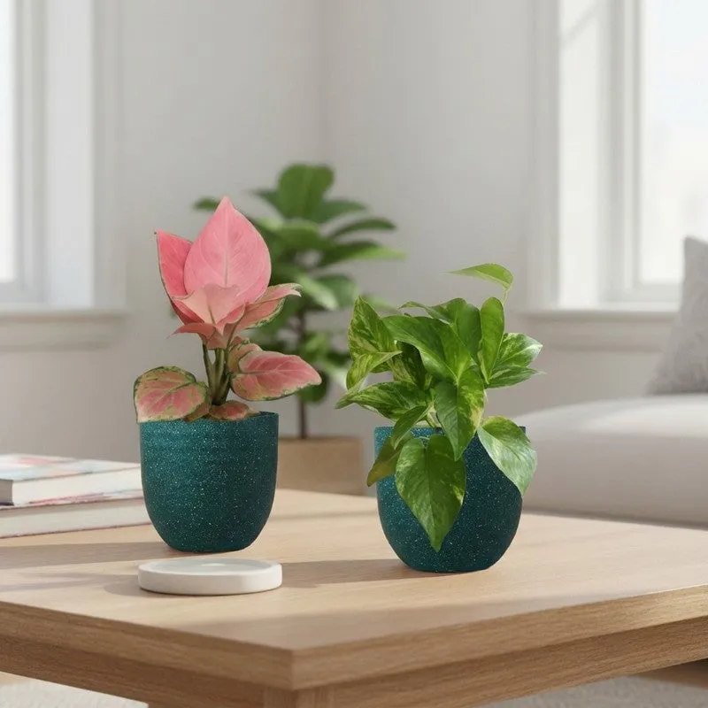 Greenkin Aglaonema Pink & Gold King Live Plants (Green) - Set Of Two media 1