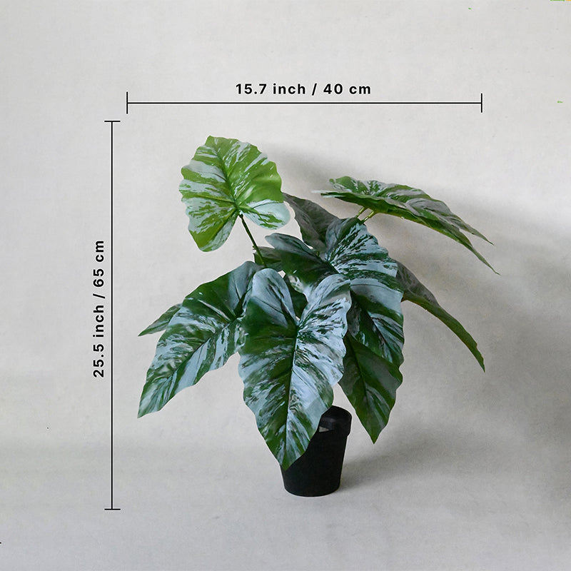 Faux Everlasting Caladium Plant With Black Plastic Pot - 65 cm (2.1 ft) media 5