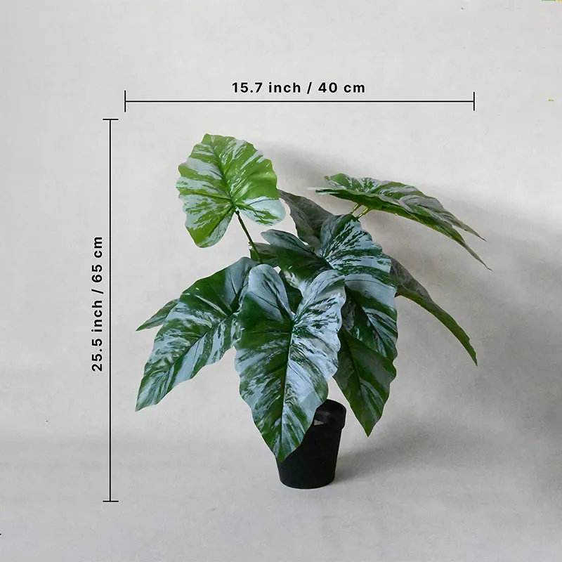 Faux Everlasting Caladium Plant With Black Plastic Pot - 65 cm (2.1 ft) media 5