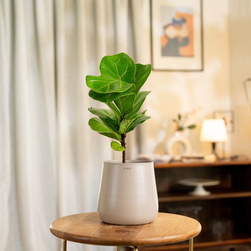 Kyari Fiddle Fig Plant With Metal Self Watering Pot - Beige