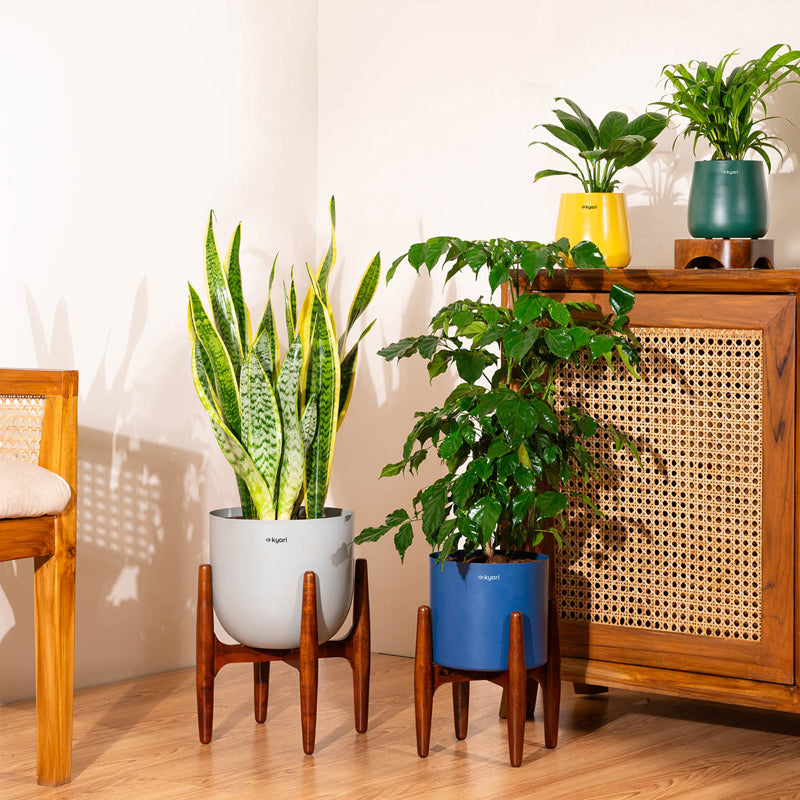 Kyari Sansevieria Zeylanica Golden Plant With Metal Self Watering Pot (Yellow) media 3
