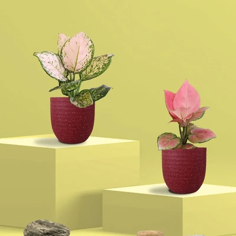 Greenkin Aglaonema Pink & Wishes Live Plants (Red) - Set Of Two media 3