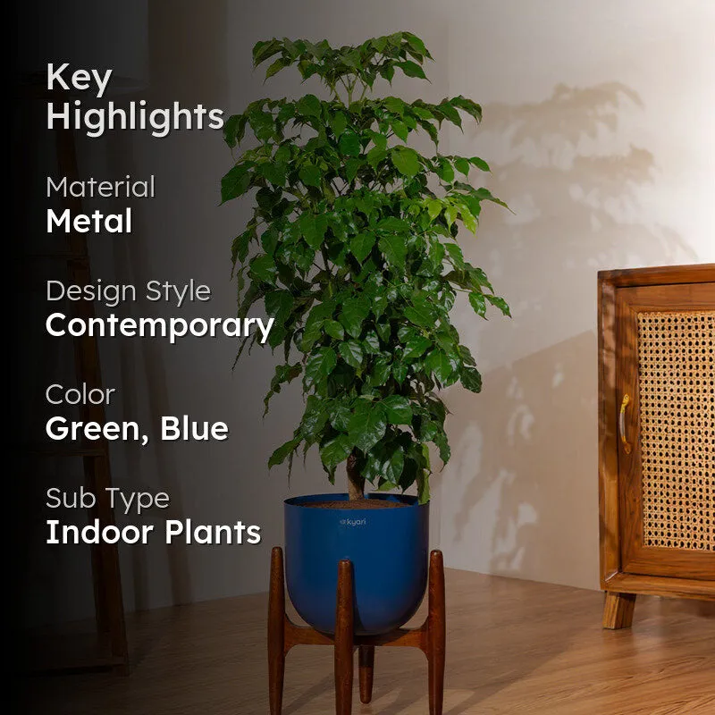Kyari China Doll Plant With Metal Self Watering Pot (Blue) - 3 Feet media 2
