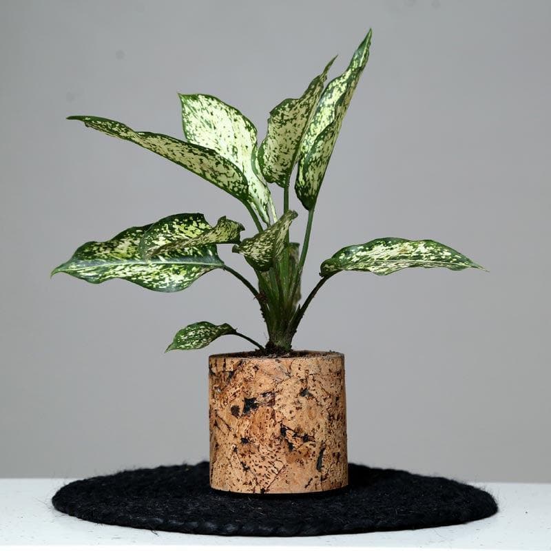 Natural Cork Oasis Planter media 6