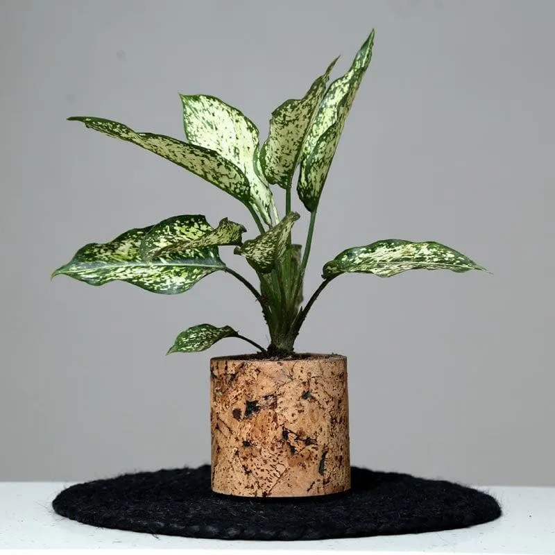 Natural Cork Oasis Planter media 6
