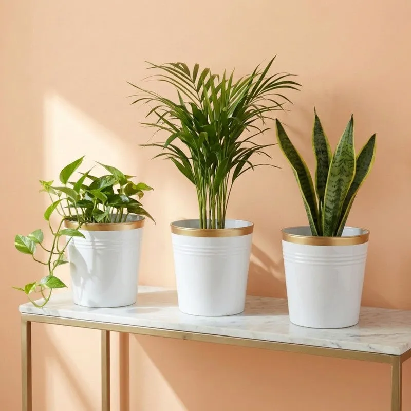 Leafora Iron Planter (White) - Set Of Three media 3