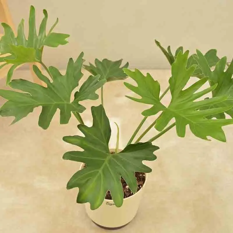 Ugaoo Philodendron Selloum Plant media 5