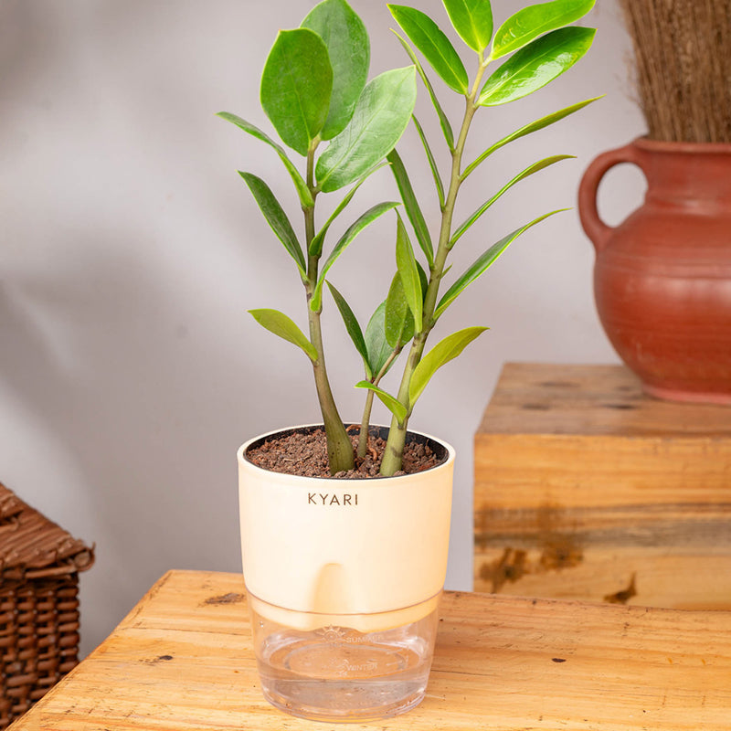 Kyari Zamioculcas Zamiifolia (ZZ) Plant With Self Watering Pot (Ivory) - 18 cm media 3