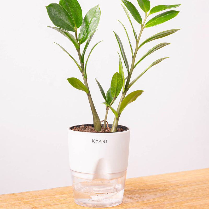 Kyari Zamioculcas Zamiifolia (ZZ) Plant With Self Watering Pot (White) - 18 cm media 6