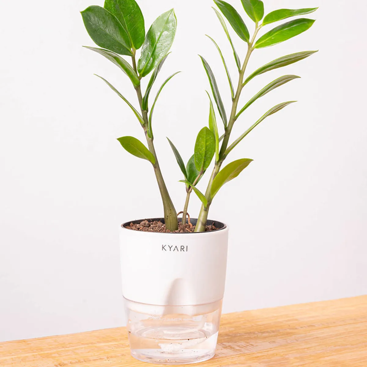Green ZZ plant in a white pot photographed against a plain background