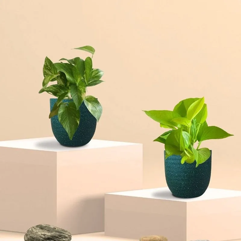 Greenkin Money Plant & Gold King Indoor Live Plants (Green) - Set Of Two media 3
