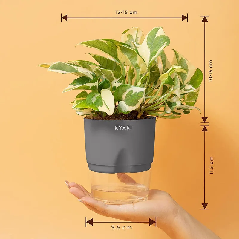 Kyari Money Plant With Self Watering Pot - Grey media 8