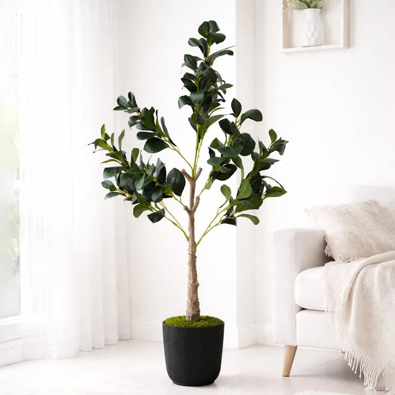 EverGreen Ficus Artificial Plant With Black Plastic Pot - 91 cm (3 ft) media 3