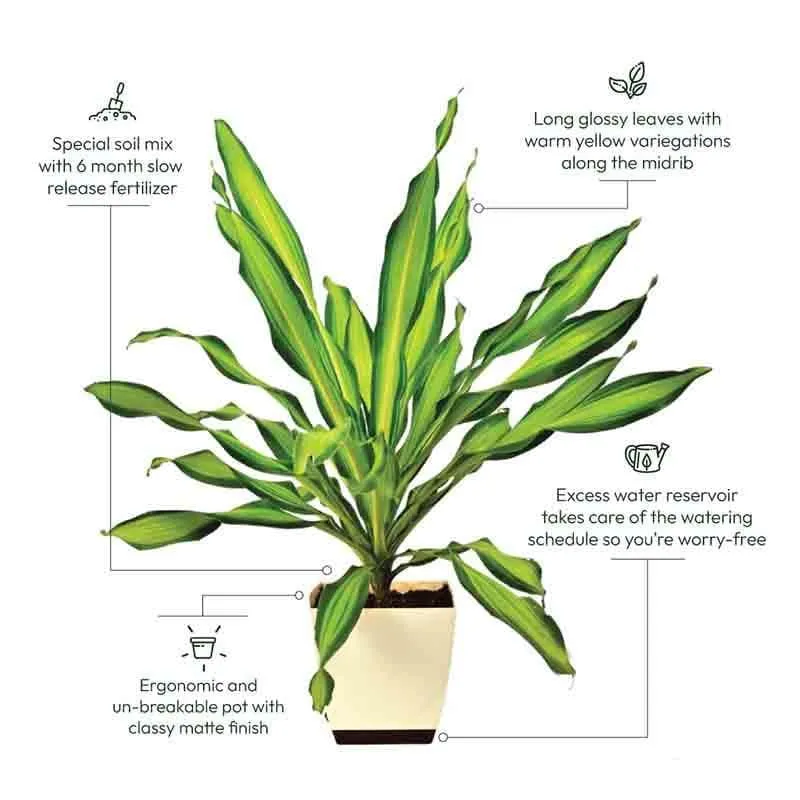 Ugaoo Draceana Dara Singh Plant - 3.9ft media 5