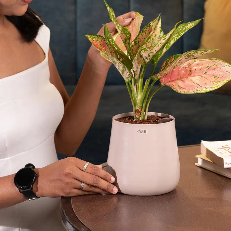Kyari Aglaonema Pink Valentine Plant With Metal Self Watering Pot - Beige media 4