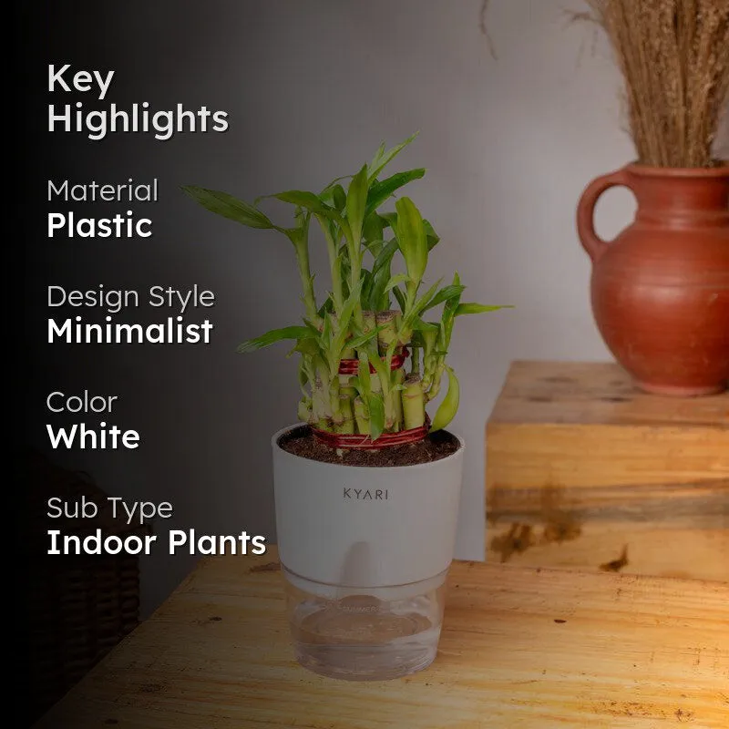 Kyari Lucky Bamboo With Self Watering Pot - White media 2