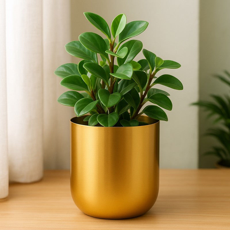 Aurix Metal Planter media 4