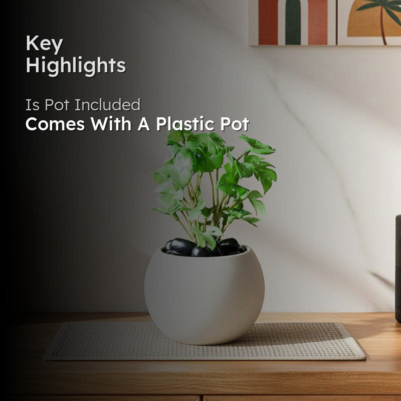 Minstera Artificial Mini Monstera Plant With Black Plastic Pot (Light Green) - 16 cm media 2
