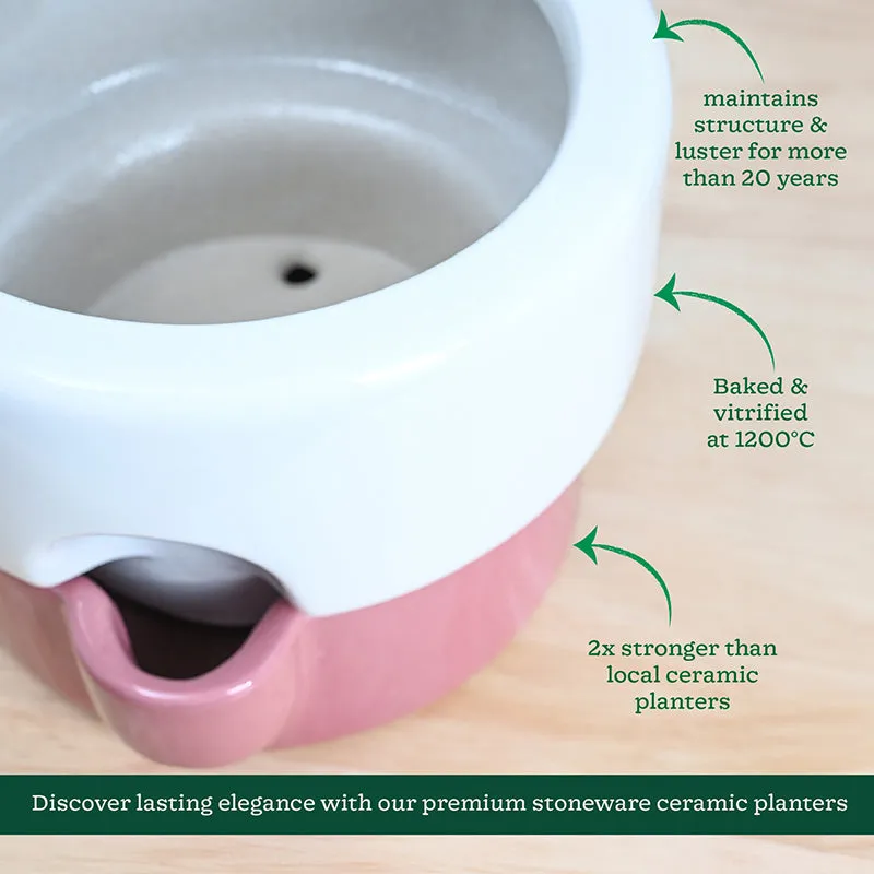 Ugaoo Lady Leafington Ceramic Planter - White & Pink media 5