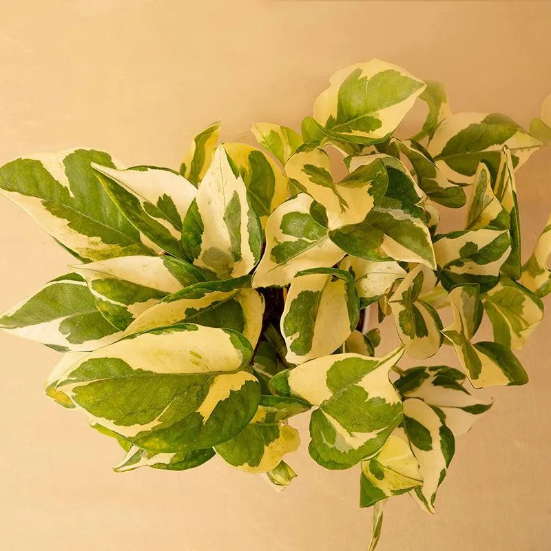 Kyari Money Plant With Self Watering Pot - Grey media 3