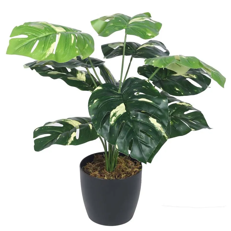Faux Lush Variegated Monstera Plant With Black Plastic Pot - 1.8 Feet media 3