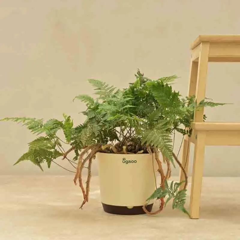 Ugaoo Rabbit's Foot Fern Plant media 6