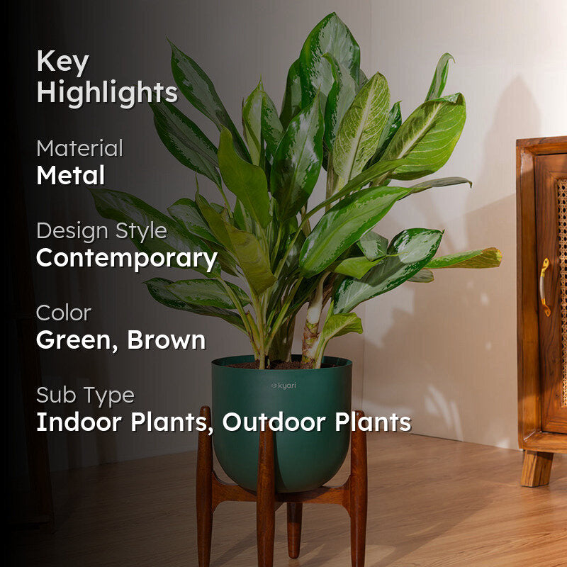 Kyari Agalonema Ice Plant With Metal Self Watering Pot (Green) - 2.4 Feet media 2