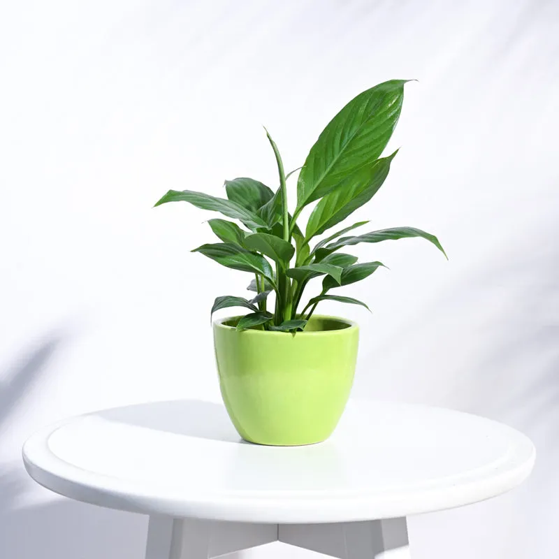 Ugaoo Apple Light Green Ceramic Pot- Small media 3