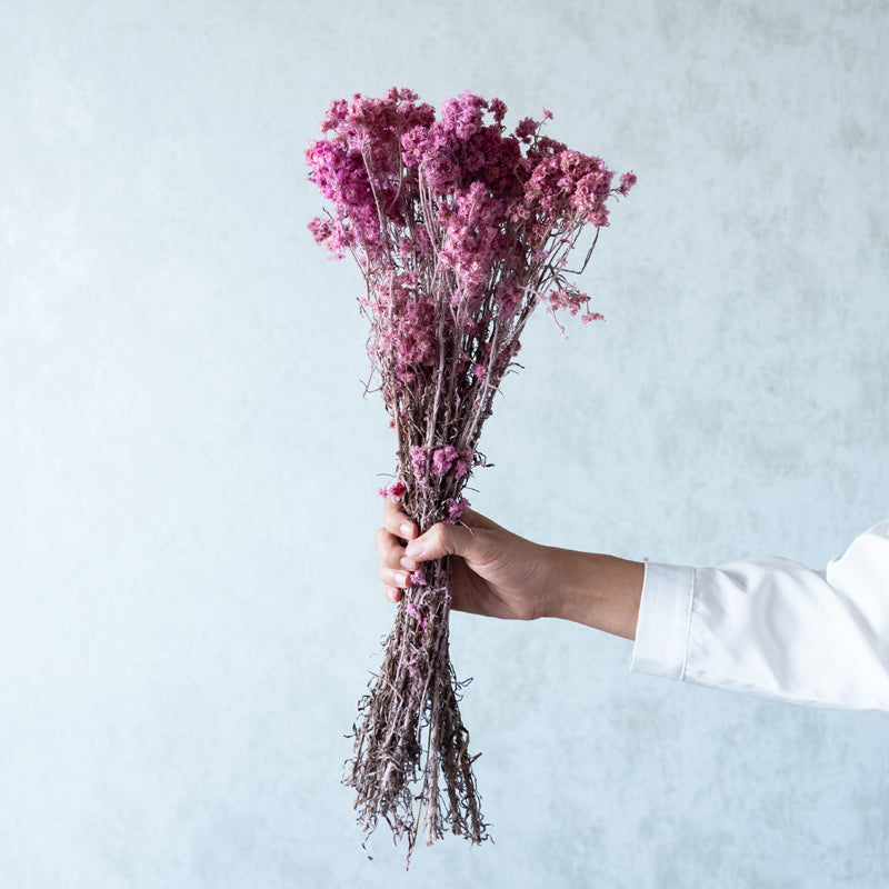 Dried Flowers & Leaves