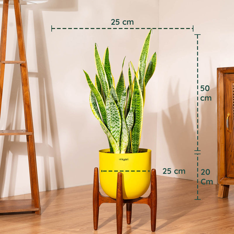 Kyari Sansevieria Zeylanica Golden Plant With Metal Self Watering Pot (Yellow) media 5