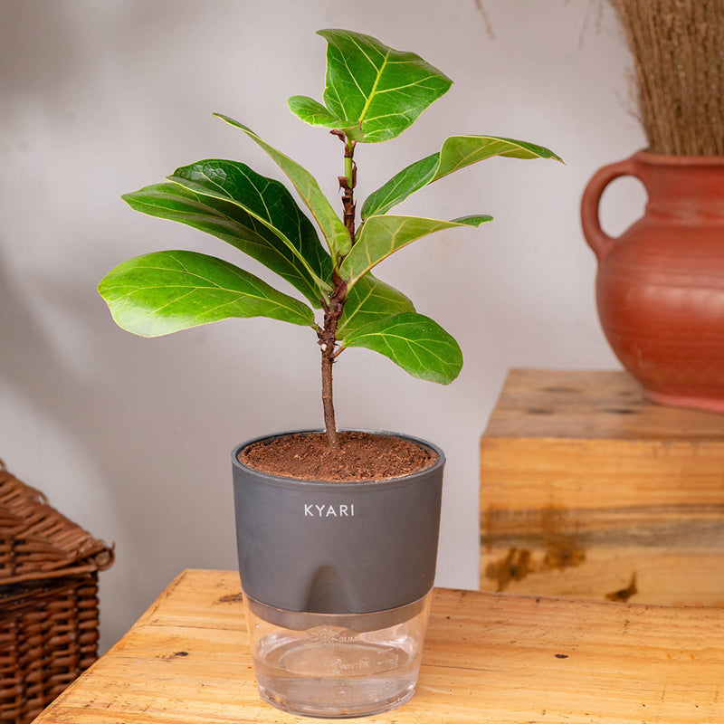Kyari Fiddle Fig Plant With Self Watering Pot (Grey) - 18 cm media 3