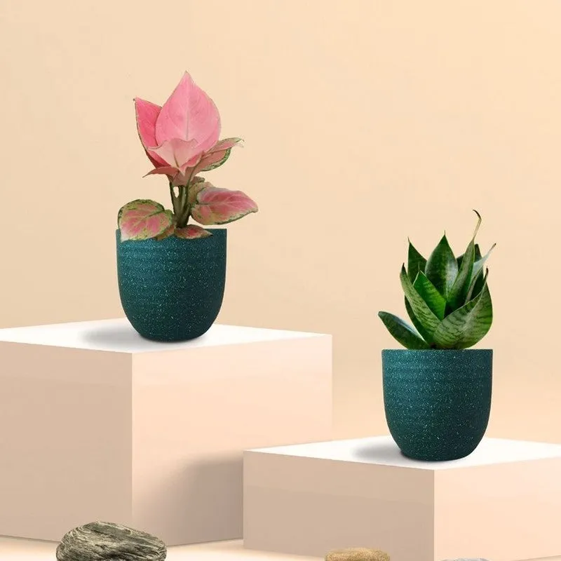 Greenkin Aglaonema Pink & Snake Live Plants (Green) - Set Of Two media 3