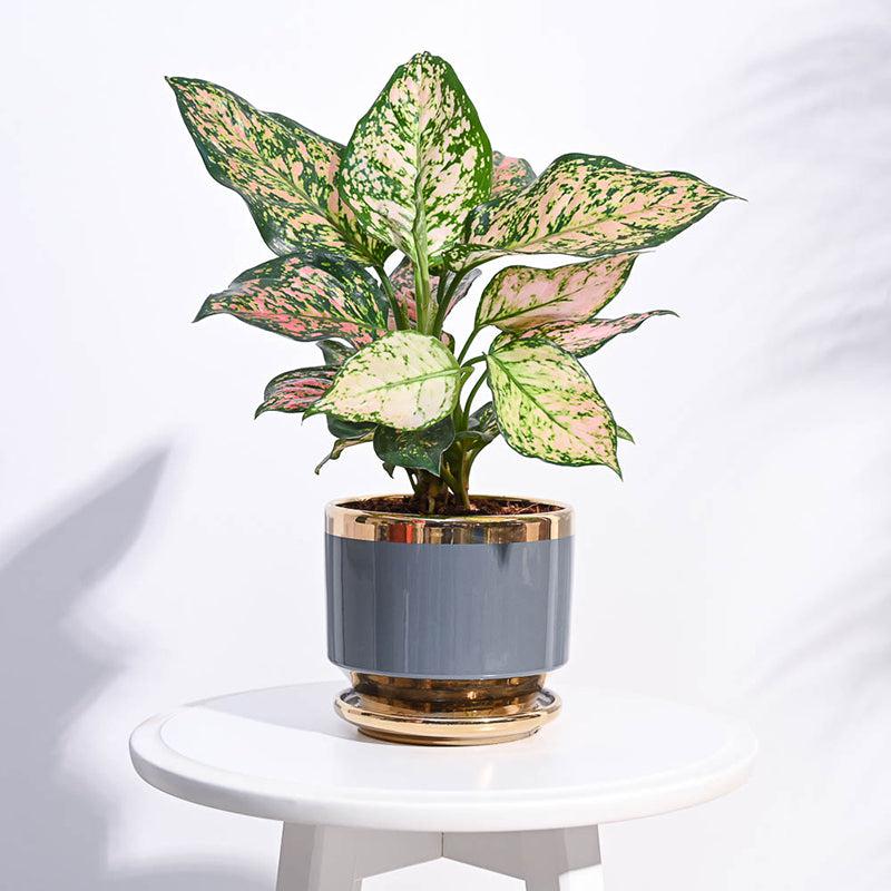 Ugaoo Athenian Ceramic Planter - Grey media 2