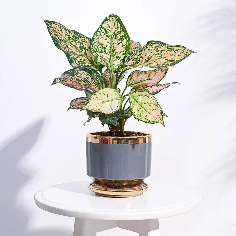 Ugaoo Athenian Ceramic Planter - Grey media 2