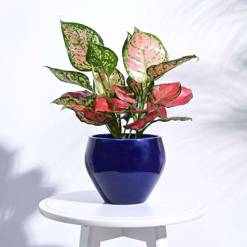 Ugaoo Apple Dark Blue Ceramic Pot media 3