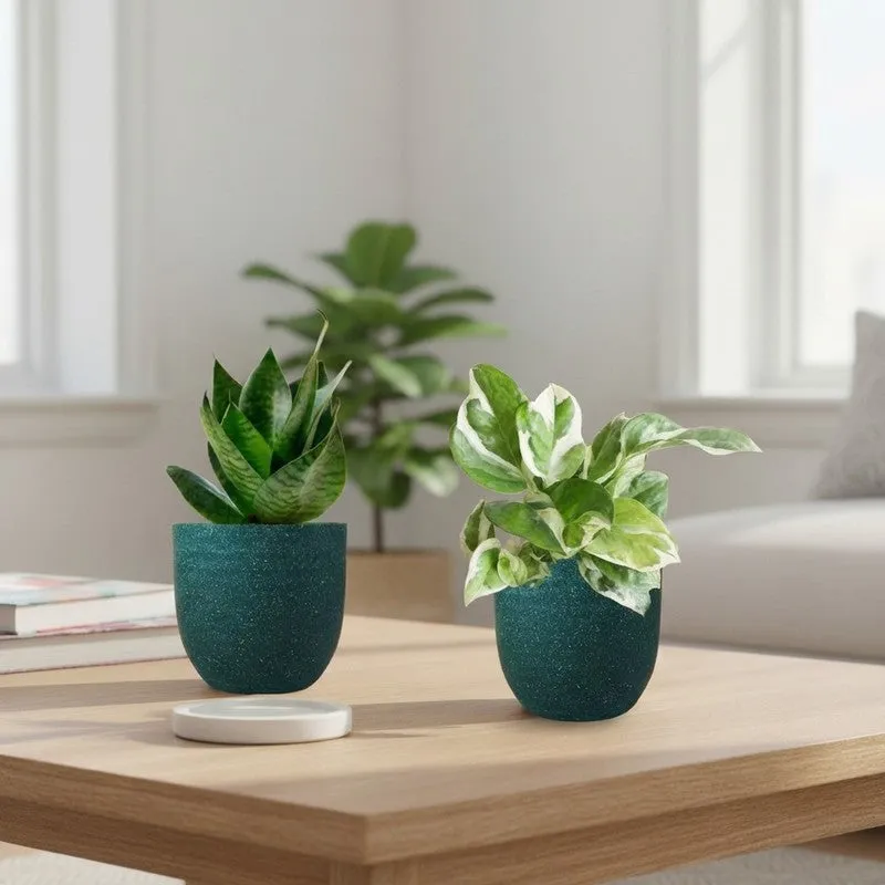 Greenkin Money Plant & Snake Live Plants (Green) - Set Of Two media 1