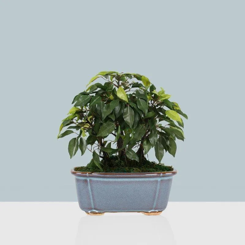 Faux Ficus Bonsai In Tub Pot - 34 cms media 1