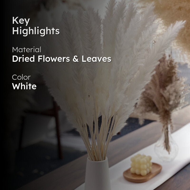 Wander Wisp Dried Pampas Stem (White) - Set Of Ten media 2