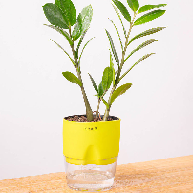 Kyari Zamioculcas Zamiifolia (ZZ) Plant With Self Watering Pot (Yellow) - 18 cm media 6