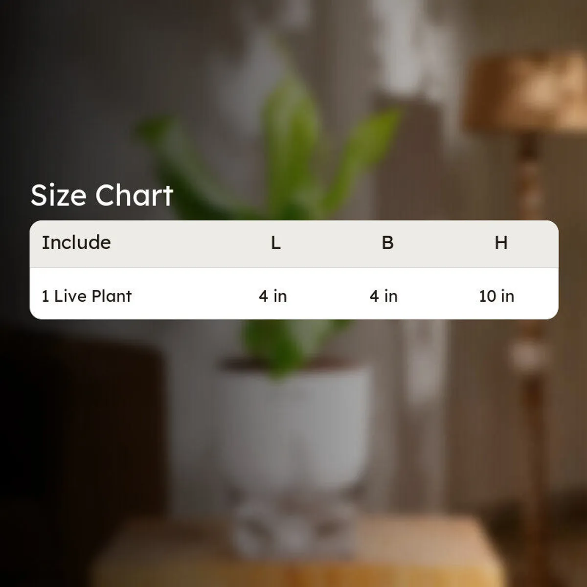Kyari Peace Lily Plant With Self Watering Pot - White - 9