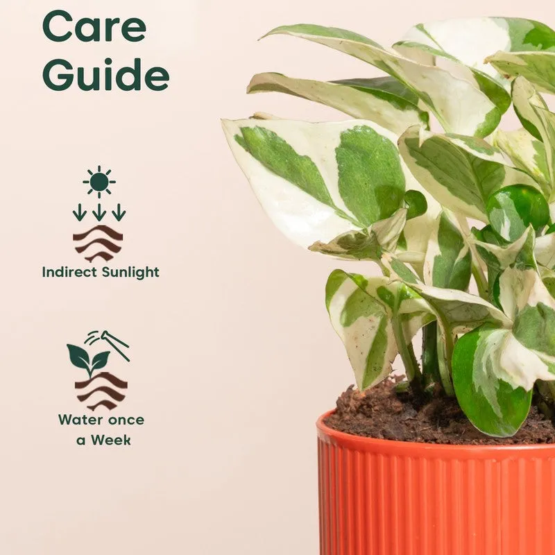 Kyari Money Plant with Self Watering Pot - Red - 5