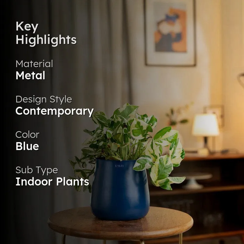Kyari Money Plant With Metal Self Watering Pot - Blue media 2