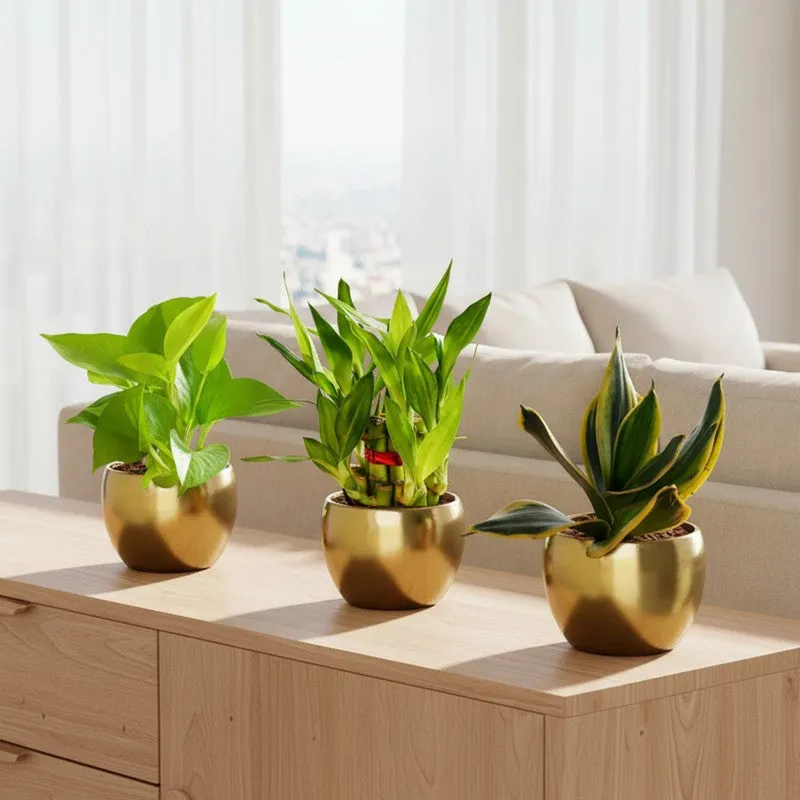 Greenkin Vastu Plants for Home Live Plants - Set Of Two media 1