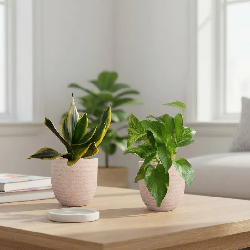 Greenkin Money Plant Gold King & Golden Snake Live Plants (Ivory) - Set Of Two media 1