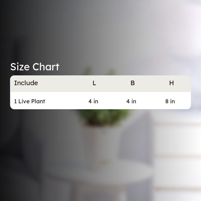 Ugaoo Jade Plant With Self Watering Pot media 7