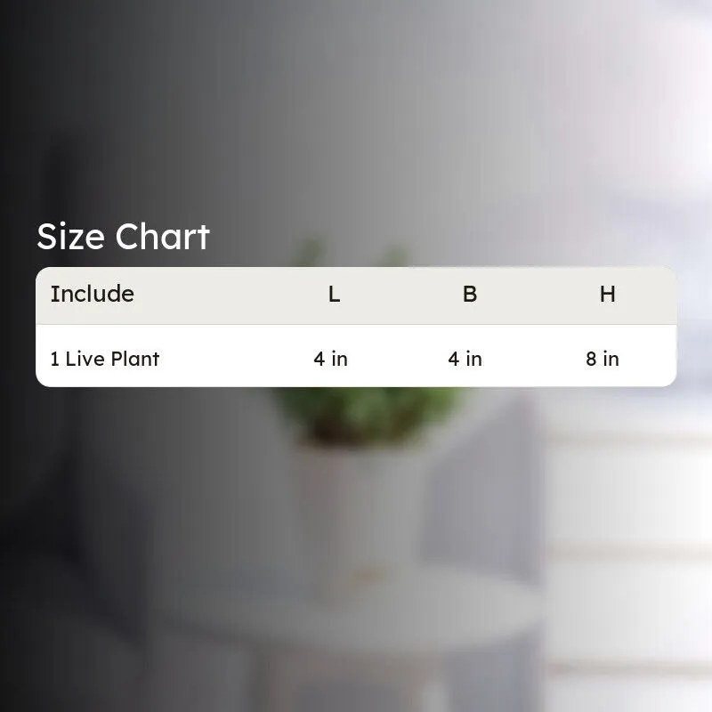 Ugaoo Jade Plant With Self Watering Pot media 7