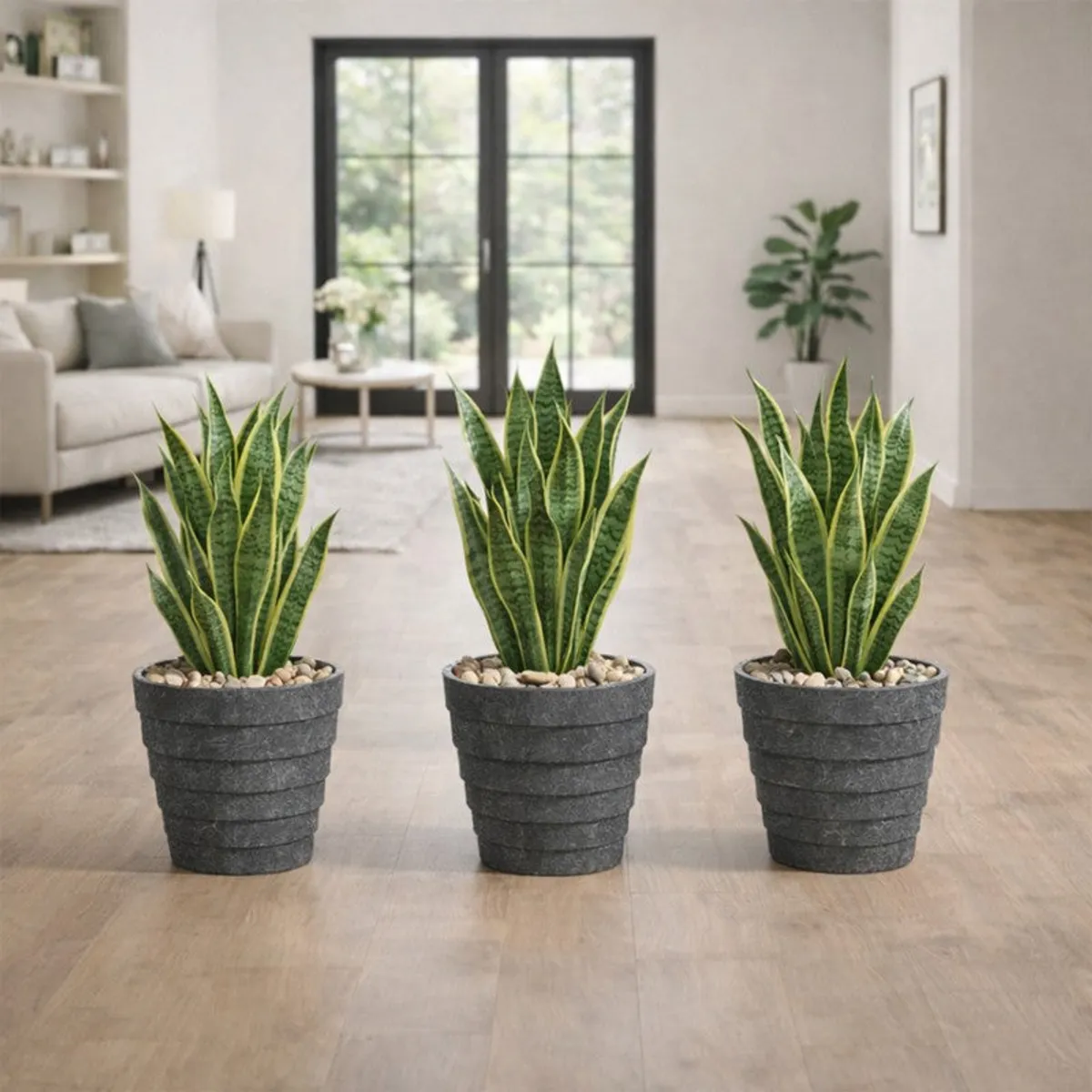 Three grey planters with snake plants arranged on a wooden floor