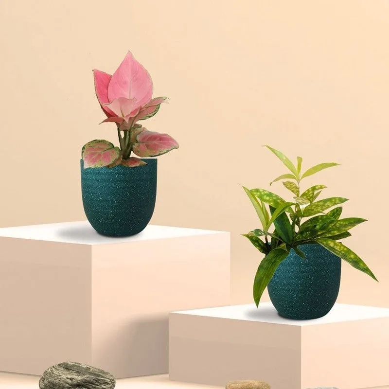 Greenkin Aglaonema & Bamboo Live Plants (Green) - Set Of Two media 3
